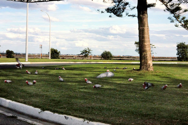 Flock of Galah parrots on median strip in Adelaide are Australian equivalent of Pigeons. Adelaide, Australia.