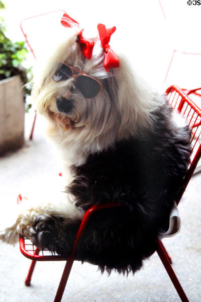 Dog dressed up with sunglasses & bows. Melbourne, Australia.