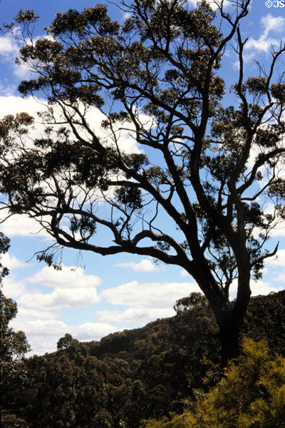 Landscape north of Melbourne. Australia.