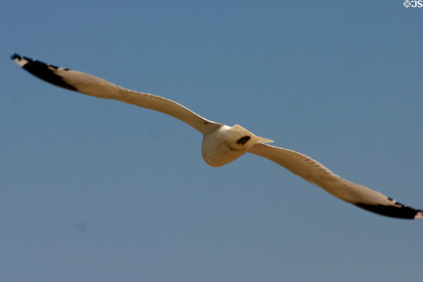 Gull flying over New Brunswick coast. NB.