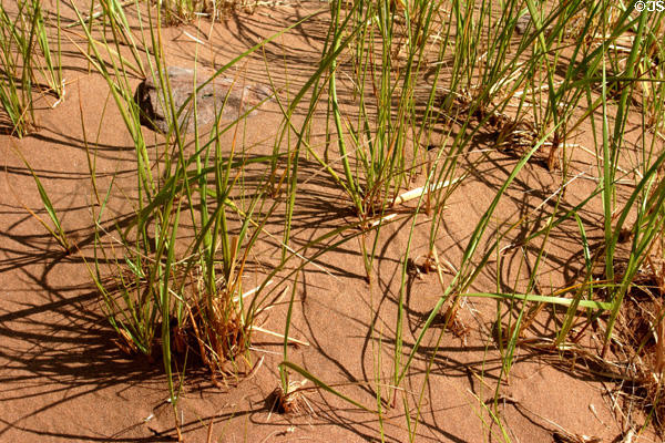 Grasses in the red dunes. PE.