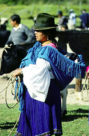 Native woman selling cow at the Otavalo market. Ecuador.