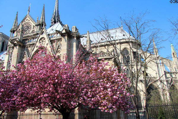Gothic rear structure of Notre Dame Cathedral with flying buttresses beyond flowering trees. Paris, France.