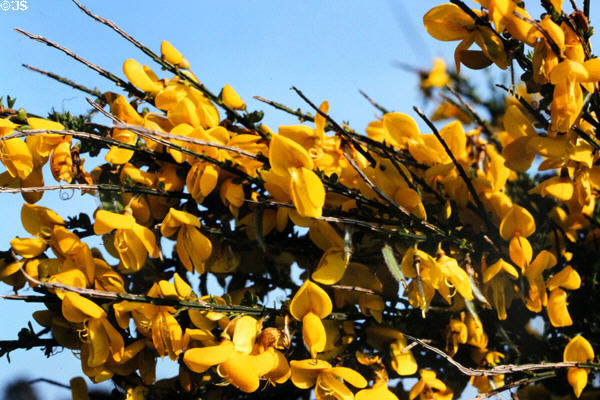 Broom flowers on coast near Snave. Ireland.