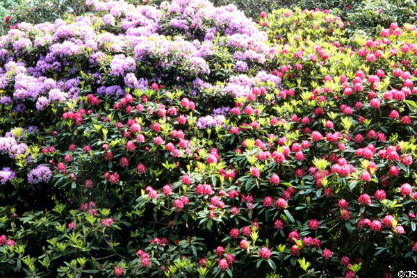 Gardens at Muckross House, near Killarney. Ireland.