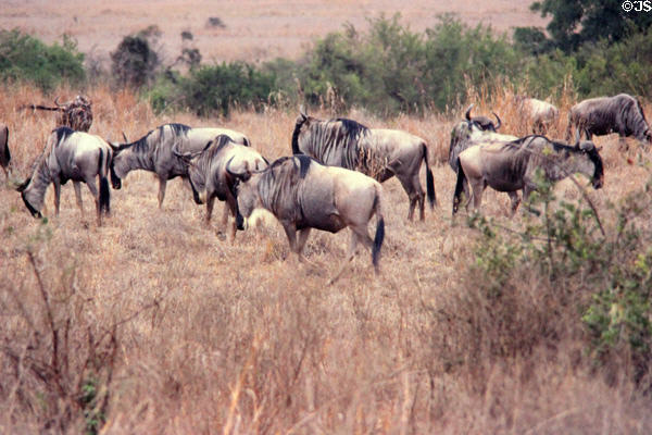 Gnus (aka blue wildebeest) (<i>Connochaetes taurinus</i>) in Amboseli Park. Kenya.