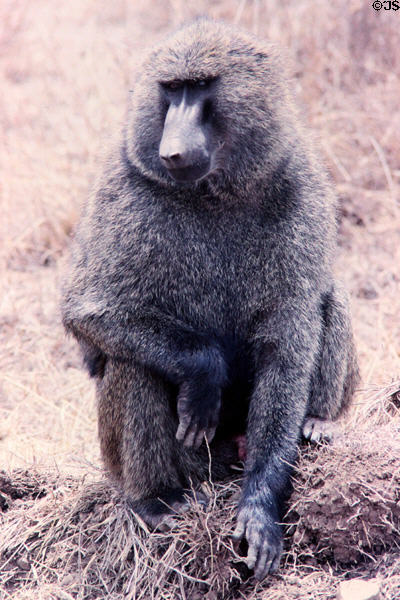 Baboon in Nairobi National Park. Kenya.