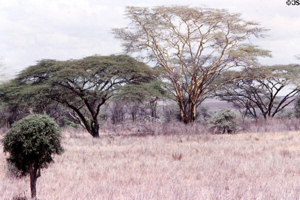 Landscape of brush in Kenya.