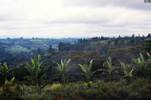 Central highlands landscape north of Nairobi where British settlers built banana & coffee plantations. Kenya.