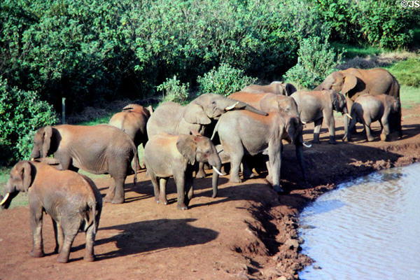 Forest elephants (<i>Loxodonta cyclotis</i>) in Aberdare National Park which have different anatomy & habits from plains elephant. Kenya.