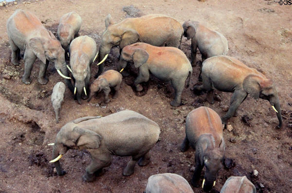 Female forest elephant (<i>Loxodonta cyclotis</i>) herd with calves in Aberdare National Park. Kenya.