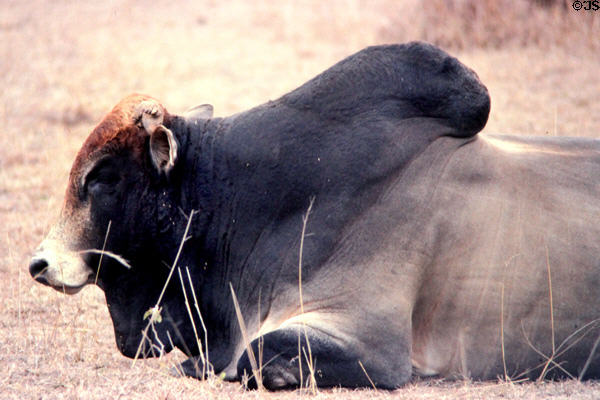 Local variety of cow in field north of Nairobi. Kenya.