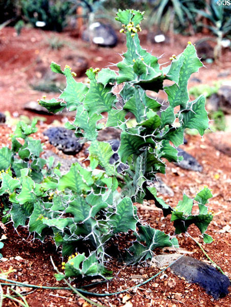 A cactus garden is part of Snake Farm opposite National Museum in Nairobi. Kenya.