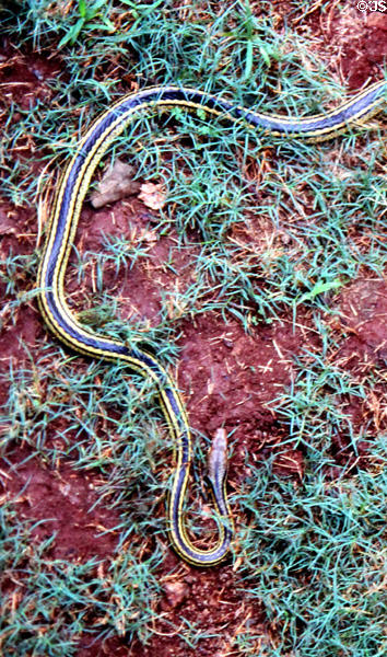 Mildly poisonous Speckled Sun Snake suns itself in Snake Farm in Nairobi. Kenya.