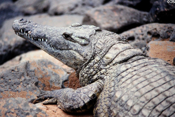 Crocodile in a commercial crocodile farm in western outskirts of Nairobi. Kenya.
