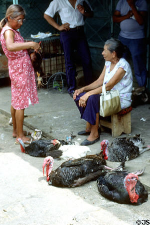 Turkeys for sale at market in Mérida. Mexico.