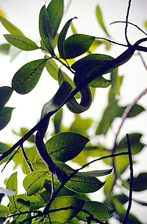 Snakes in snake temple on Penang island. Malaysia.