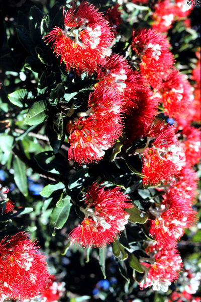 New Zealand Christmas tree (pohutukawa tree) (<i>Metrosideros excelsa</i>). Auckland, New Zealand.