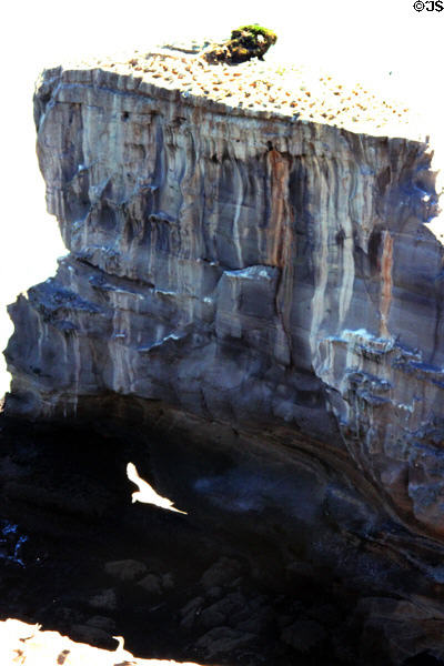 Gannet breeding colony atop cliffs at Muriwai Beach. New Zealand.
