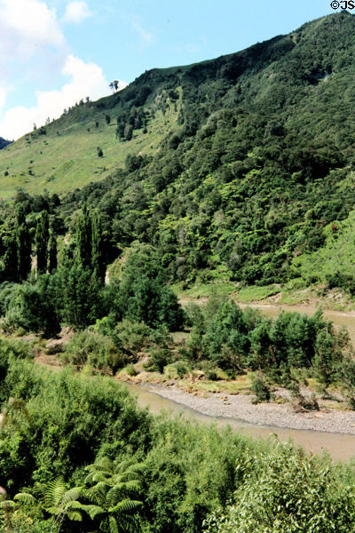 Whanganui River road. New Zealand.