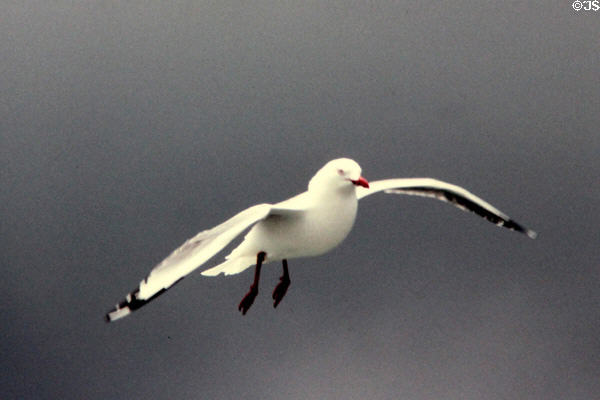 Red Bill Gull as seen from the ferry to South Island. New Zealand.