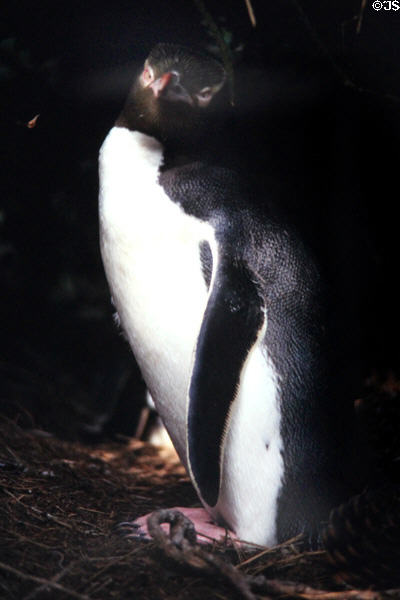Yellow-eyed penguin (<i>Megadyptes antipodes</i>) on nest near Oamaru. New Zealand.