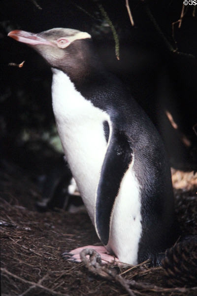 Yellow-eyed penguin (<i>Megadyptes antipodes</i>) on nest near Oamaru. New Zealand.