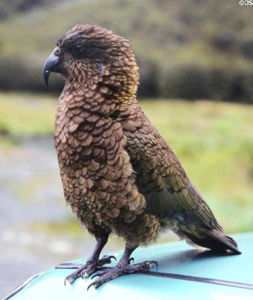 Kea Alpine Parrot (<i>Nestor notabilis</i>) on roof of car near Milford Sound. New Zealand.