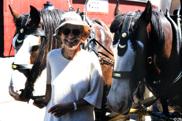 Visitor with horses at Ferrymead Heritage Park, Christchurch (Ch Ch). New Zealand.