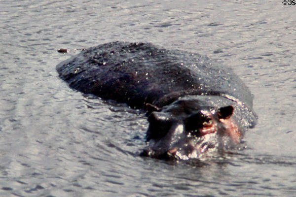 Hippo (<i>Hippopotamus amphibius</i>) in lake in Ngorongoro Crater. Tanzania.