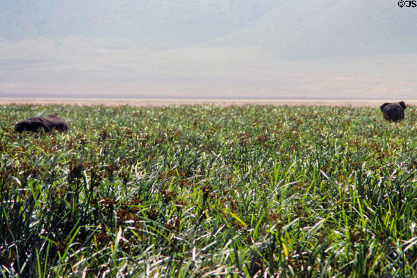 Elephants in tall grass of Ngorongoro Crater wetlands. Tanzania.