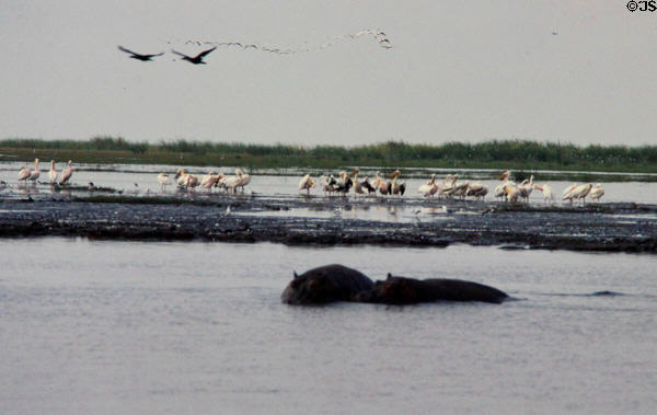 Hippos, Pelicans & Cormorants gather at Hippo Pool in Lake Manyara National Park. Tanzania.