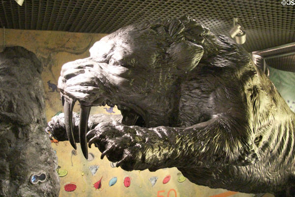Model of Saber-Toothed Cat, hunted to extinction by humans, at Our Dynamic Earth. Edinburgh, Scotland.