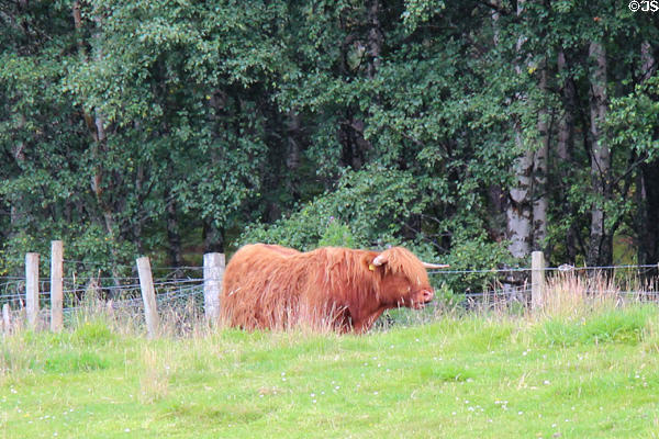 Highland cow at Highland Folk Museum. Newtonmore, Scotland.