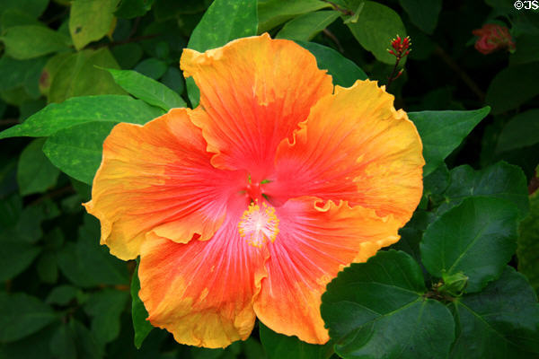 Hibiscus at Bellingrath Gardens. Theodore, AL.