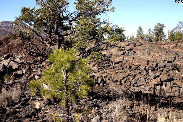 Bonito lava flow at Sunset Crater. AZ.