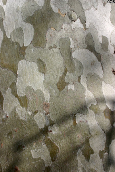 Bark of Arizona Sycamore at Montezuma Castle National Monument. AZ.