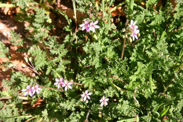 Fillery flowers at Montezuma Castle National Monument. AZ.