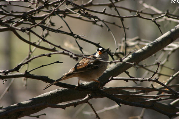 Rufus-sided towhee (Pipilo erythrophthalmus) at Montezuma Castle National Monument. AZ.