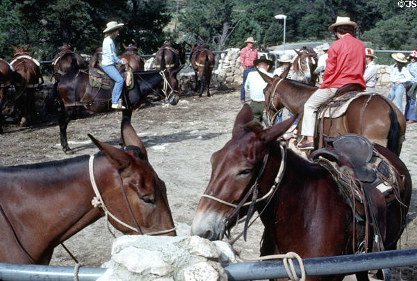 Grand Canyon mules used for trips to floor of canyon. AZ.