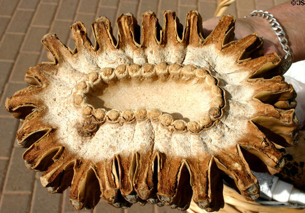 Saguaro cactus cross section at Desert Botanical Garden. Phoenix, AZ.