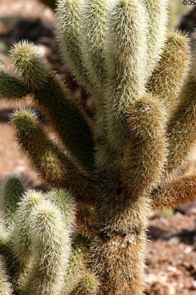 Teddy Bear Cholla (Opuntia bigelovii) at Desert Botanical Garden. Phoenix, AZ.