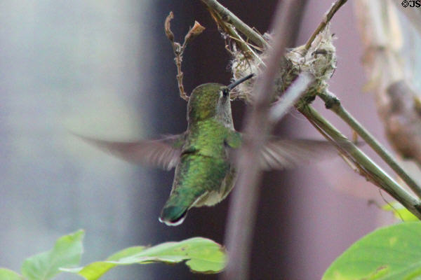 Nesting hummingbird at Sonoran Desert Museum. Tucson, AZ.