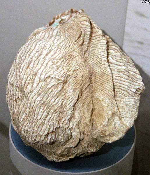 Seri (Comcáac) native pelican pouch bag (before 1976) from Northwest Mexico at Arizona State Museum. Tucson, AZ.