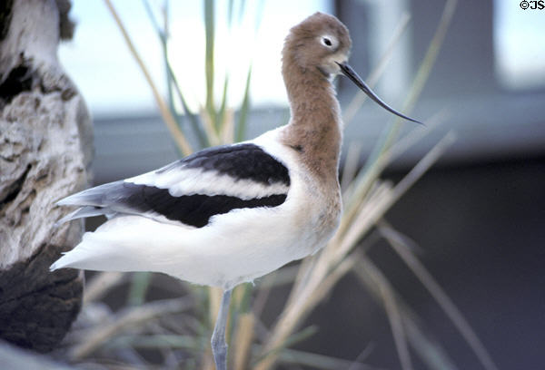 American Avocet (<i>Recurvirostra americana</i>) in shorebird display at Monterey Bay Aquarium. Monterey, CA.