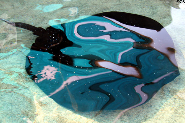 Ray reflect colors of sky at Aquarium of the Pacific. Long Beach, CA.