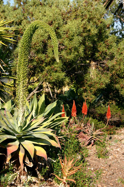 Succulents planted along road. Santa Monica, CA.