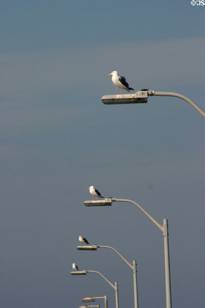 Gulls on lamp posts in Ocean Beach. San Diego, CA.