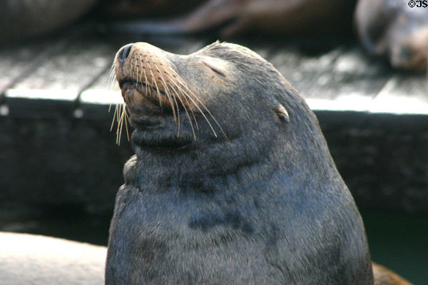 Sea lion portrait at Pier 39. San Francisco, CA.