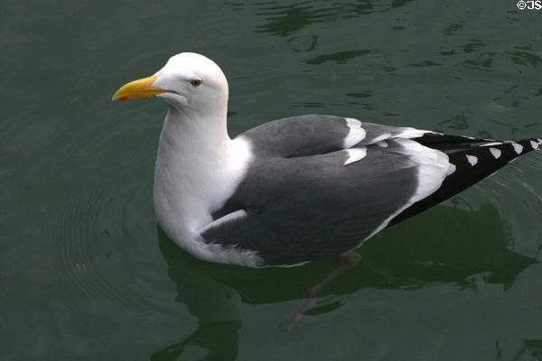 Gull at Pier 39. San Francisco, CA.